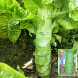 'Bimei' Stem Lettuce Seeds - High-Yield, Cold & Heat Tolerant, Crisp Stems, Disease Resistance, Stable Yield
