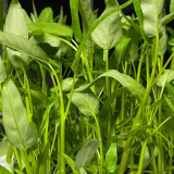 Meifeng No.3 Water Spinach Seeds - High Quality, High Yield, Fast Growth, Multiple Harvests