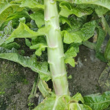 'Jiemei' Red Celtuce Seeds - High Yield, Strong Resistance, Purplish Red Leaves & Crisp Stalk