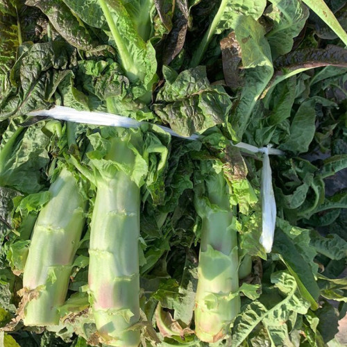 'Jiemei' Red Celtuce Seeds - High Yield, Strong Resistance, Purplish Red Leaves & Crisp Stalk