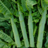 'Jiemei' Green Celtuce Seeds - High-Yield, Stable Yield, Stress Tolerant, Crisp & Fragrant Flesh
