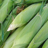 Jingkenuo 2000E Corn Seeds - White Corn, Semi-Compact Plants, Fresh-Eating Quality