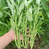 Meifeng No.3 Water Spinach Seeds - High Quality, High Yield, Fast Growth, Multiple Harvests