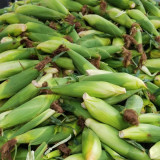 Jingkenuo 2000E Corn Seeds - White Corn, Semi-Compact Plants, Fresh-Eating Quality