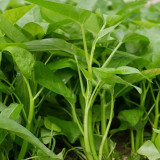Meifeng No.3 Water Spinach Seeds - High Quality, High Yield, Fast Growth, Multiple Harvests