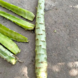 'Jiemei' Green Celtuce Seeds - High-Yield, Stable Yield, Stress Tolerant, Crisp & Fragrant Flesh