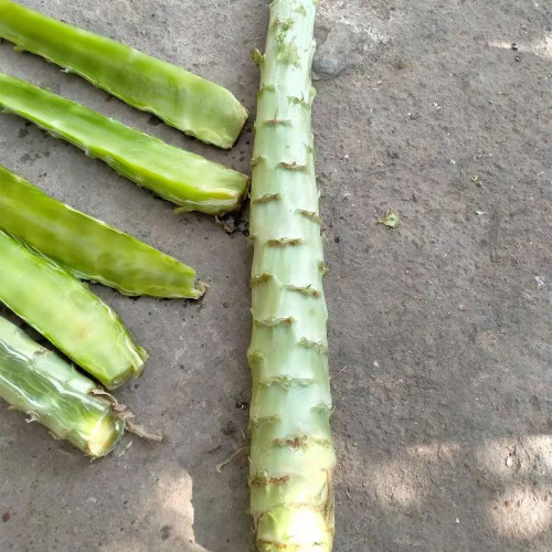 'Jiemei' Green Celtuce Seeds - High-Yield, Stable Yield, Stress Tolerant, Crisp & Fragrant Flesh