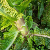 'Jiemei' Red Celtuce Seeds - High Yield, Strong Resistance, Purplish Red Leaves & Crisp Stalk