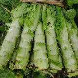 'Jiemei' Green Celtuce Seeds - High-Yield, Stable Yield, Stress Tolerant, Crisp & Fragrant Flesh