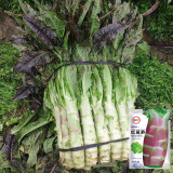 'Jiemei' Red Celtuce Seeds - High Yield, Strong Resistance, Purplish Red Leaves & Crisp Stalk