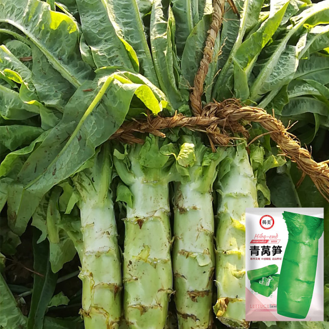 'Jiemei' Green Celtuce Seeds - High-Yield, Stable Yield, Stress Tolerant, Crisp & Fragrant Flesh
