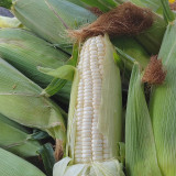 Jingkenuo 2000E Corn Seeds - White Corn, Semi-Compact Plants, Fresh-Eating Quality
