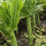 'Bimei' Stem Lettuce Seeds - High-Yield, Cold & Heat Tolerant, Crisp Stems, Disease Resistance, Stable Yield
