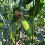 Jingkenuo 2000E Corn Seeds - White Corn, Semi-Compact Plants, Fresh-Eating Quality