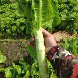 'Bimei' Stem Lettuce Seeds - High-Yield, Cold & Heat Tolerant, Crisp Stems, Disease Resistance, Stable Yield