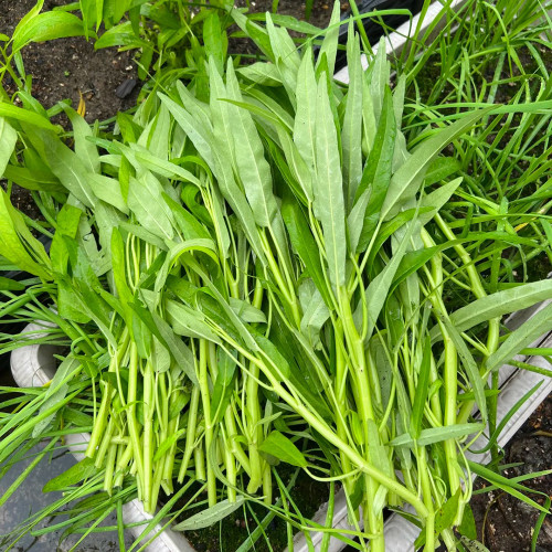 Meifeng No.1 Water Spinach Seeds – Fast-Growing, High-Yield, Tender Leaves for Home and Commercial Gardening