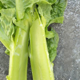 'Jiemei' Green Celtuce Seeds - High-Yield, Stable Yield, Stress Tolerant, Crisp & Fragrant Flesh