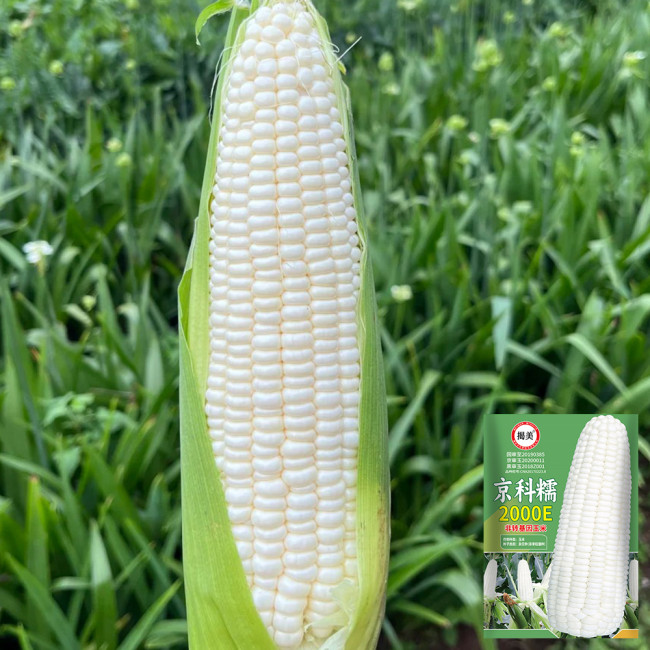 Jingkenuo 2000E Corn Seeds - White Corn, Semi-Compact Plants, Fresh-Eating Quality