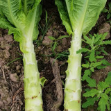 'Bimei' Stem Lettuce Seeds - High-Yield, Cold & Heat Tolerant, Crisp Stems, Disease Resistance, Stable Yield