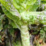 'Jiemei' Red Celtuce Seeds - High Yield, Strong Resistance, Purplish Red Leaves & Crisp Stalk