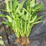 Meifeng No.3 Water Spinach Seeds - High Quality, High Yield, Fast Growth, Multiple Harvests