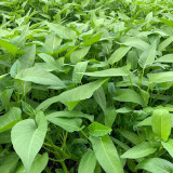 Meifeng No.3 Water Spinach Seeds - High Quality, High Yield, Fast Growth, Multiple Harvests