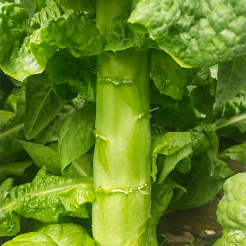 'Bimei' Stem Lettuce Seeds - High-Yield, Cold & Heat Tolerant, Crisp Stems, Disease Resistance, Stable Yield