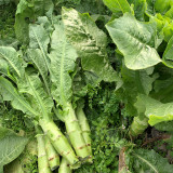 'Bimei' Stem Lettuce Seeds - High-Yield, Cold & Heat Tolerant, Crisp Stems, Disease Resistance, Stable Yield