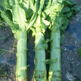 'Jiemei' Green Celtuce Seeds - High-Yield, Stable Yield, Stress Tolerant, Crisp & Fragrant Flesh