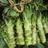'Jiemei' Red Celtuce Seeds - High Yield, Strong Resistance, Purplish Red Leaves & Crisp Stalk