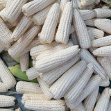 Jingkenuo 2000E Corn Seeds - White Corn, Semi-Compact Plants, Fresh-Eating Quality