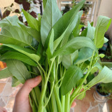 Meifeng No.3 Water Spinach Seeds - High Quality, High Yield, Fast Growth, Multiple Harvests