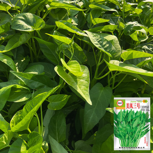 Meifeng No.3 Water Spinach Seeds - High Quality, High Yield, Fast Growth, Multiple Harvests