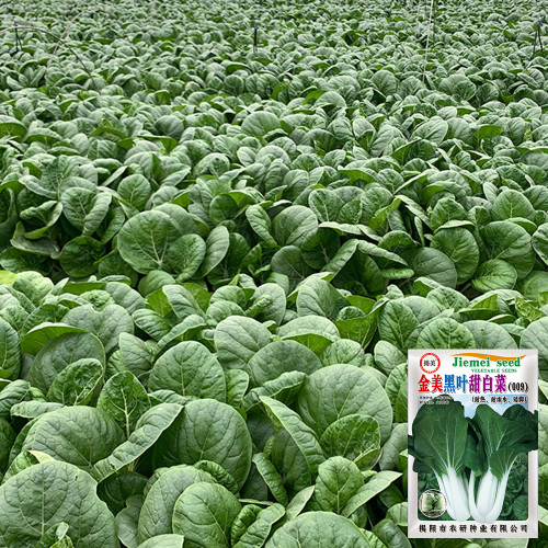 Golden Beauty Black Leaf Bok Choy Seeds - Premium Quality, Fan-Shaped, High Marketability, Easy to Grow