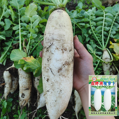 'Nanpanzhou' Radish Seeds - Cylindrical Fleshy Root, Excellent Flavor, Low Fiber, Stable Yield