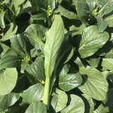 'Sijiu' No-Fiber Pointed-Leaf Choy Sum Seeds - Fast Growing, Heat & Disease Resistant, Reliable Yield