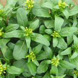 'Sijiu' No-Fiber Pointed-Leaf Choy Sum Seeds - Fast Growing, Heat & Disease Resistant, Reliable Yield