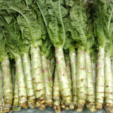 'Jiemei' Pointed-Leaf Red Celtuce Seeds | High Yield, Disease-Resistant, Cold-Tolerant