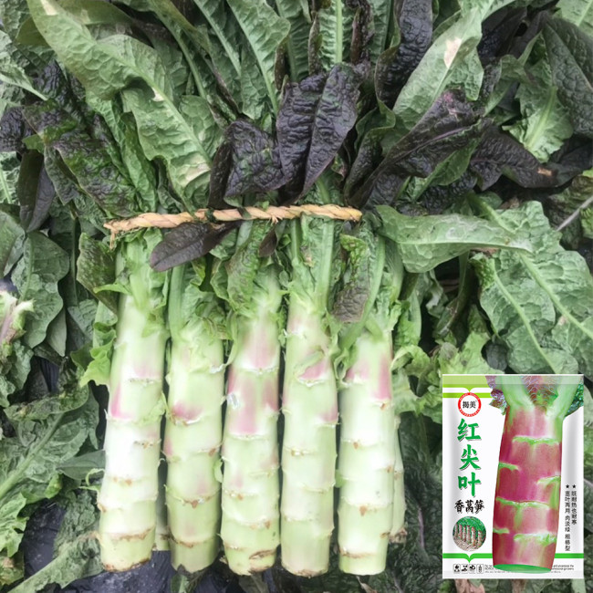 'Jiemei' Pointed-Leaf Red Celtuce Seeds | High Yield, Disease-Resistant, Cold-Tolerant