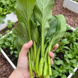 Ningxia Fiberless 110-day Choy Sum Seeds - Fast-growing, Cold-resistant, and Easy to Cultivate