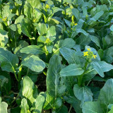'Sijiu' No-Fiber Pointed-Leaf Choy Sum Seeds - Fast Growing, Heat & Disease Resistant, Reliable Yield
