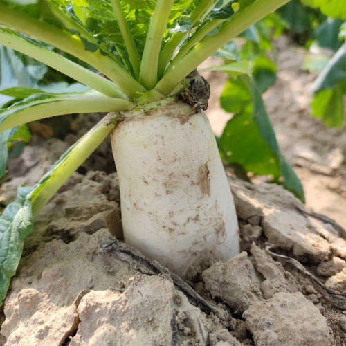 'Nanpanzhou' Radish Seeds - Cylindrical Fleshy Root, Excellent Flavor, Low Fiber, Stable Yield