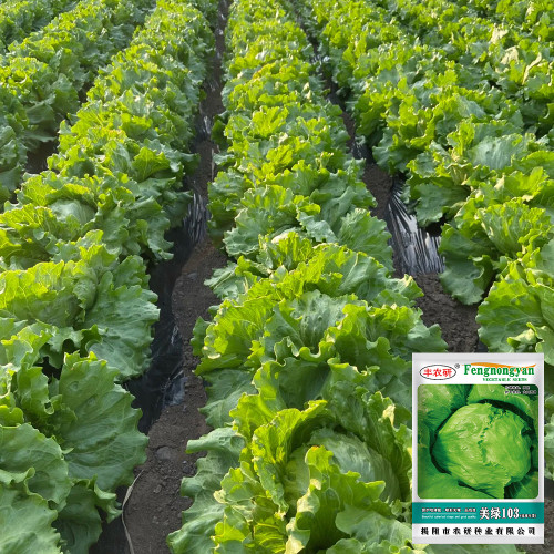 Meilü 103 Crisphead Lettuce Seeds - Vigorous Growth, Early Maturity, Stable Yield, Excellent Commercial Quality