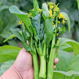 'Sijiu' No-Fiber Pointed-Leaf Choy Sum Seeds - Fast Growing, Heat & Disease Resistant, Reliable Yield