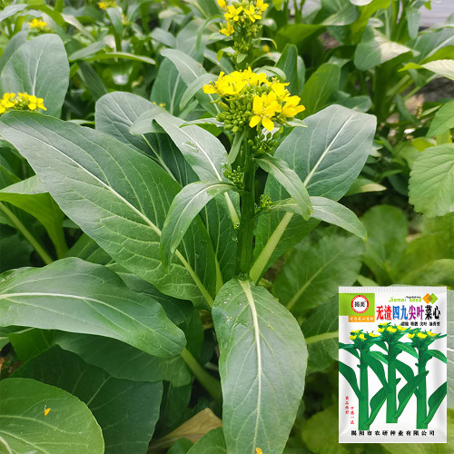 'Sijiu' No-Fiber Pointed-Leaf Choy Sum Seeds - Fast Growing, Heat & Disease Resistant, Reliable Yield