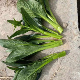 'Sijiu' No-Fiber Pointed-Leaf Choy Sum Seeds - Fast Growing, Heat & Disease Resistant, Reliable Yield