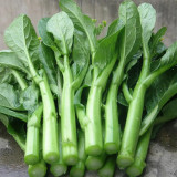 'Sijiu' No-Fiber Pointed-Leaf Choy Sum Seeds - Fast Growing, Heat & Disease Resistant, Reliable Yield