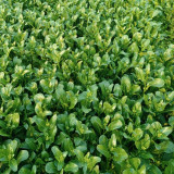 Ningxia Fiberless 110-day Choy Sum Seeds - Fast-growing, Cold-resistant, and Easy to Cultivate