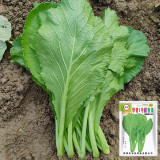 'Huaqing No.1' Sweet Leaf Lettuce Seeds - Fast Growing, Bolt Resistant, High Yield, Tender & Succulent