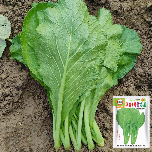 'Huaqing No.1' Sweet Leaf Lettuce Seeds - Fast Growing, Bolt Resistant, High Yield, Tender & Succulent